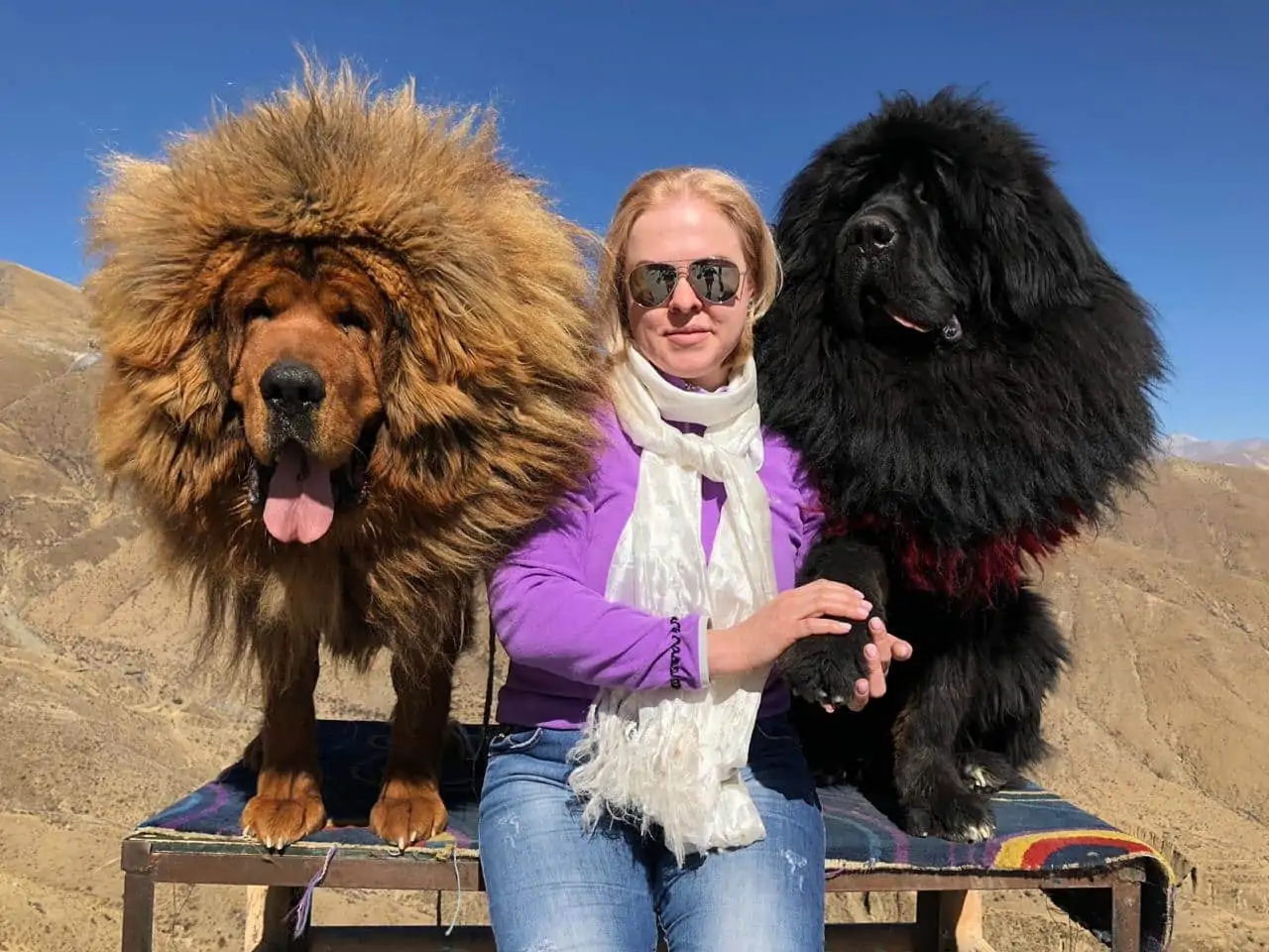 Tibetan Mastiffs